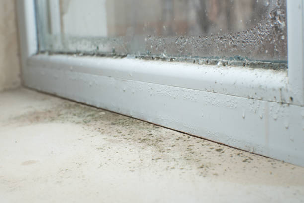 Best Attic Mold Removal  in Pistakee Highlands, IL